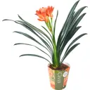 Кливия Миниата ø13 h40-50 см