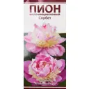 Пион молочноцветковый травянистый Сорбет