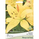 Лилия оа-гибрид Филдз Оф Голд