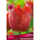 Тюльпан бахроматчый Валерий Гергие, 5 шт