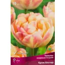 Тюльпан махровый поздний Крем апстар луковица 11/12, 10 шт.
