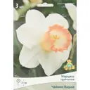 Нарцисс трубчатый Чайниз корал луковица 10/12, 3 шт.