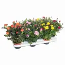 Роза Кордана микс ø10 h20 см