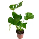 Монстера Делициоза ø12 h40 см