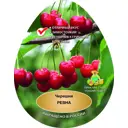 Черешня Ревна сетке h180 см