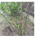 Кустодержатель Goriny круглый D 40 см ножки 60 см 8 шт