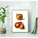 Постер 28 картин "Рисунок груши" 50x40 см без рамы