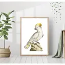 Постер 28 картин "Хохлатый попугай какаду" 50x70 см в подарочном тубусе без рамы