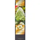 Гортензия метельчатая Геркулес h100 см
