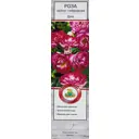 Роза чайно-гибридная Диз h100 см