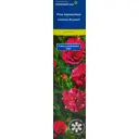 Роза кан-кая Капитан Самуэль Холланд h100 см