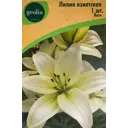 Лилия Geolia азиатская Йети