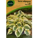 Хоста Geolia гибридная Фирн Лайн