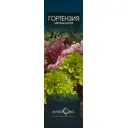 Гортензия Грандифлора ø12 h29 см