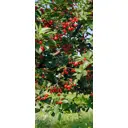 Наклейка для дверей и мебели Wallfix "Вишня" 95x220 см, W203