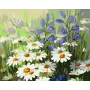 Картина по номерам Holstpechat на холсте 40x50 см Ромашки