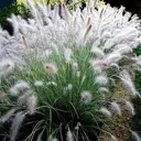 Пеннисетум лисохвостный Хамелн h15 см