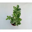 Бересклет европейский ø12 h40 см
