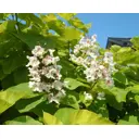 Катальпа бигнониевидная С5 ø22 h50 - 60 см