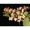 Гортензия Тардива С3 ø19 h30 - 40 см