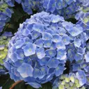 Гортензия крупноцветковая Блюз h30