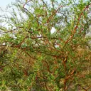 Ива свердловская извилистая С3 h50 - 60 см