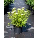 Спирея Альбифлора премиум h100 - 120 см