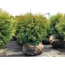 Туя Вудварди h20 - 40 см