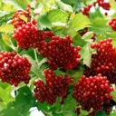 Калина Жолобовская, С3, высота 90