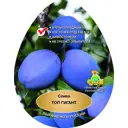 Слива Топ гигант сетка h200 см