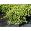Можжевельник Пфитц Ауреа h20 - 40 см