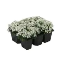 Алиссум приморский 6 шт.