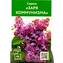 Сирень Заря коммунизма ø9 см h40 см