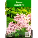 Сирень Хелен ø9 см h40 см