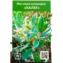 Ива Глаука Калликарпа Хальт ø9 см h40 см