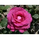 Роза чайно-гибридная микс 5 л h30