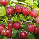 Крыжовник Колобок h12 см