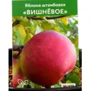 Яблоня Вишневое h160 см