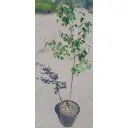 Саженец Береза повислая ø30 h150 см