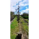 Яблоня Роялти ø28 h150 - 200 см