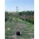 Яблоня Рудольф ø28 h150 - 200 см