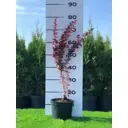 Барбарис Тунберга Атропурпур ø19 h20 - 40 см