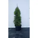 Туя Смарагд ø28 h120 - 140 см