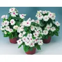 Катарантус ø10 h6 см