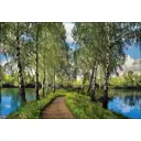 Фотообои Vostorg № 222 Березовая дорожка 294x201 см