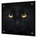 Декоративный кухонный фартук Borntoprint Черный кот 50x50x4 см закаленное стекло цвет прозрачный