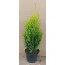 Туя западная Холмструп h20-30 см