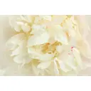 Фотообои флизелиновые DeliceDecor И 1316 Нежный цветок 400x270см