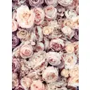 Фотообои флизелиновые DeliceDecor И 1323 Кремовые розы 200x270см