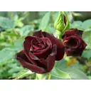 Роза чайно-гибридная Блэк Баккара ø19 h55 см